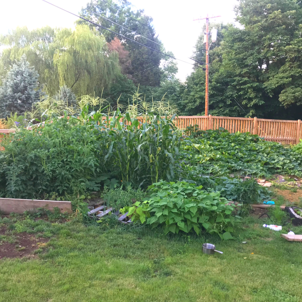 Inground garden picture with corn squash and beans.